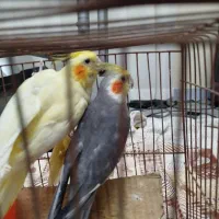 عروس هلندی نر و ماده