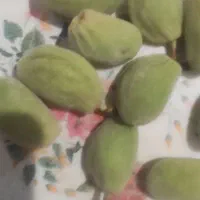 بادام تر