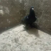 شهرستانی پاپر