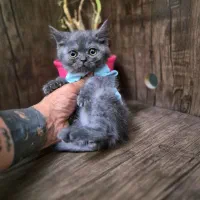 بریتیش بلو نر و ماده ۲ ماهه