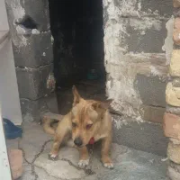 سگ پاکوتاه