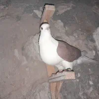 کفتر صید قلدر