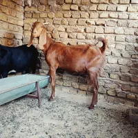 دوتا مری در خونه چاق و چله