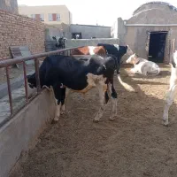 گوساله کور