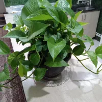 گل پتوس