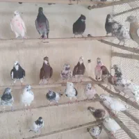 ۱۹۰کفتر جوان یکجا فروشی