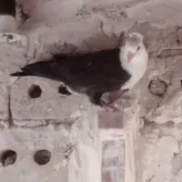 پرنده|پرنده|رشتخوار, |دیوار