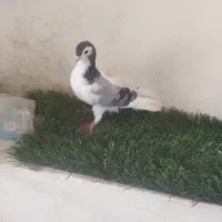 چند عدد سده