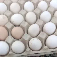 تخم مرغ محلی