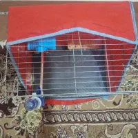 فنچ|پرنده|اهواز, منبع اب|دیوار