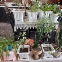گل های طبیعی با گلدان