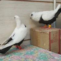 کفتر دمبی نر و ماده جفت