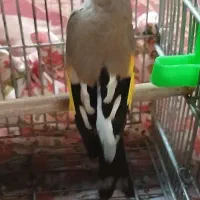 سهره کرمونی مست