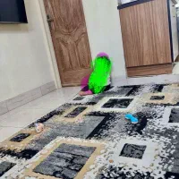 فرش وینتیج