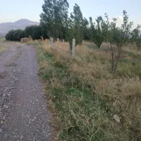 باغ سیب مرگور وسط گارانه و سه گرکان7000متر