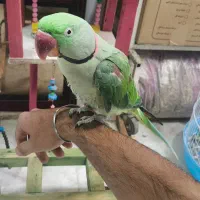 شاه طوطی نر رام صحبت کن