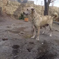 سگ گله یکبارزایمان موفق