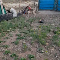 طوله سرابی