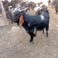 سارین دوخط دورگه