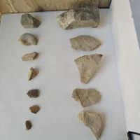 فروش تعدادی فسیل
