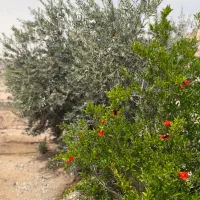 باغ زیتون