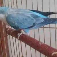 طوطی راهب