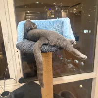 سکرچر گربه