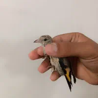 جوجه سهره نر خرم آباد