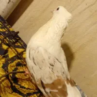 کبوتر