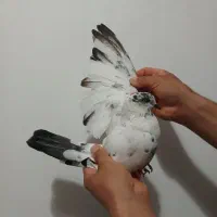 نشون دار