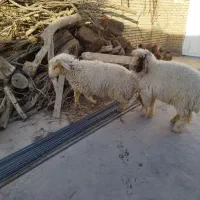 بره نر گوسفند