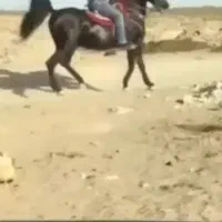 به یک اسب کِش نیازمندیم