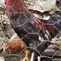 سه خروس ( یکی کردی دوتا سفید)