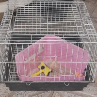 قفس خرگوش