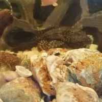 ماهی و لجنخوار