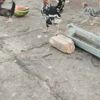 جوجه