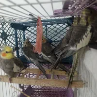 عروس هلندی جوجه۶۵روز  و بالغ