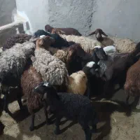 میش و بره