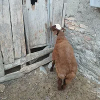 بره نر