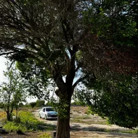 باغچه با سند ۶دانگ/بااصالت