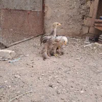 جوجه برهما