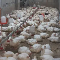مرغ گوشتی ارگانیک