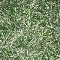 رزماری خشک و تازه مشهد