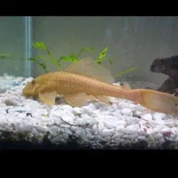 لجنخوار مولد مناسب براتکثیر