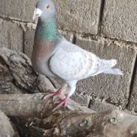 کبوتر طاوسی نر