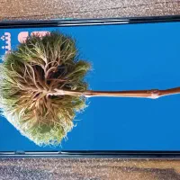 Xiaomi 11 lite 5g ne