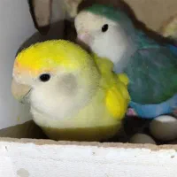 طوطی کوتوله