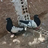 کفتر