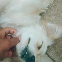 سگ اشپیتز