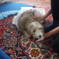 واگذاری سگ پامر خرسی پشمالو